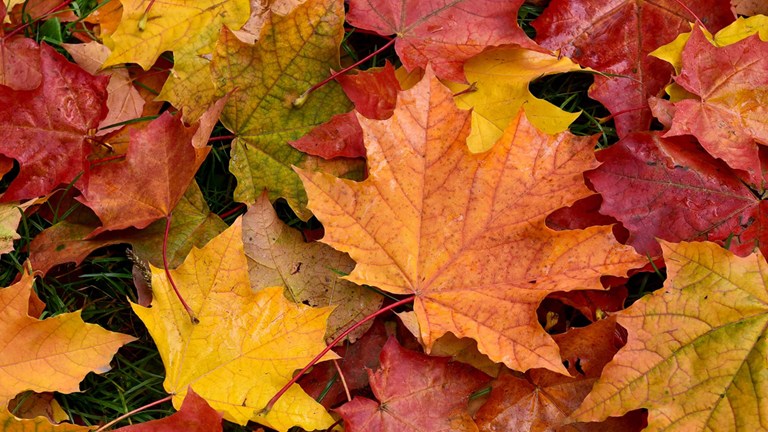 Fall Leaf Pickup